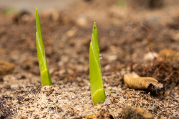 Daffodil sprout started to appear in Fukuoka city, JAPAN.