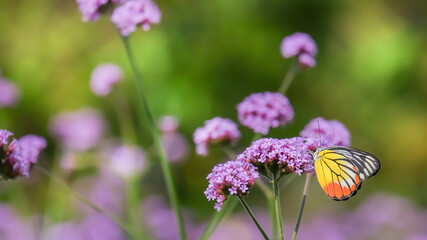 The Painted Jezebel butterfly (Delias hyparete) on Verbena flower, Beautiful butterfly with colorful wing, image with a soft focus.