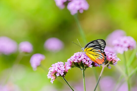 The Painted Jezebel butterfly (Delias hyparete) on Verbena flower, Beautiful butterfly with colorful wing, image with a soft focus.
