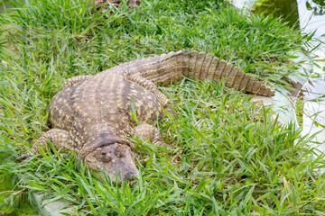 Very old alligator, typical Brazilian alligator lying on the grass relaxing. age marks