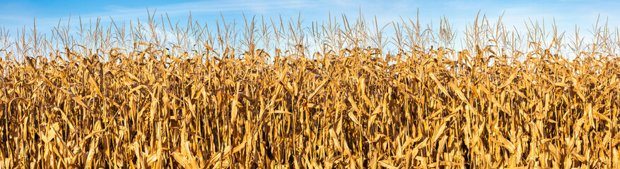 Wisconsin cornfield with a blue sky in October