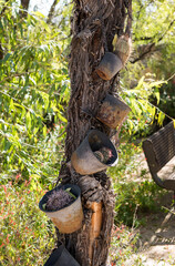 Potted plants on a tree