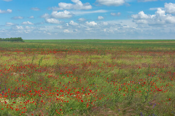 Picturesque view of field of poppies and blue sky