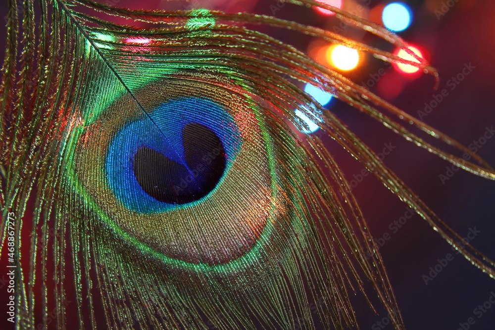 Wall mural selective focus peacock feather in colorful bokeh background