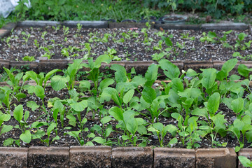 Small vegetable plots in the house with limited space.