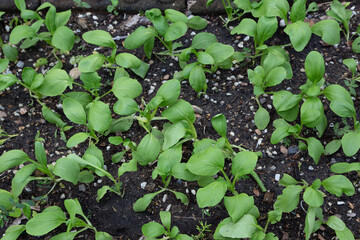 sprouts of vegetables in the vegetable garden