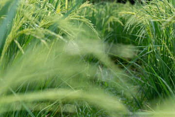 green background of rice fields
