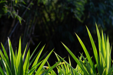 Pandanus photo taken in backlit with black background