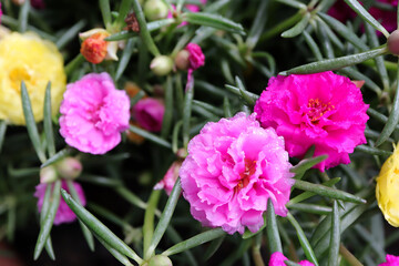 Close up of Portulaca grandiflora, Moss Rose, Sun plant or Sun rose with water drop on petals. 