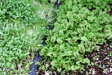 vegetable seedlings