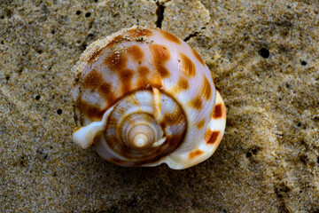 seashell on the beach