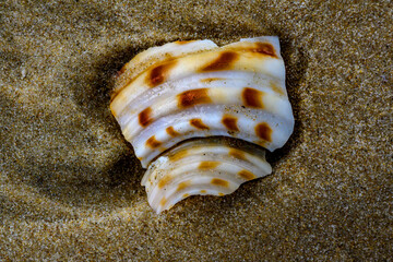 seashell on the beach