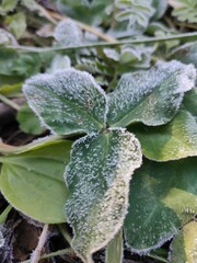 frost on leaves