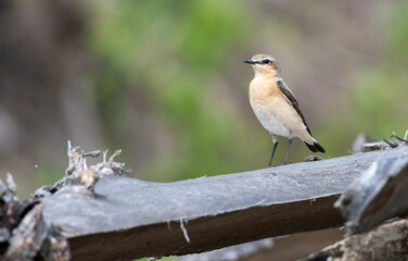 robin on a branch