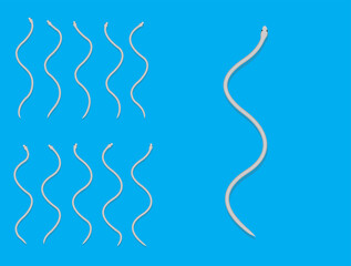 Animal Animation Sequence Texas Rat Snake Cartoon Vector