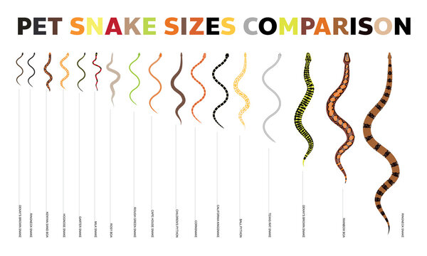 Animal Snake Pet Species Sizes Comparisons Vector Set