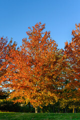 Early morning sun highlighting a bright orange tree covered in fall leaves against a clear blue sky
