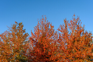 Three brilliant orange trees covered in fall leaves against a clear blue sky
