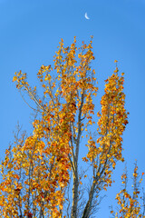 Fototapeta premium Bright yellow leaves on a fall tree against a blue sky with a crescent moon in the background 