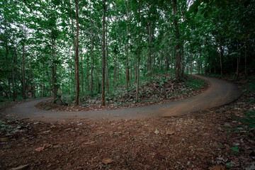 Beautiful road in the middle of beautiful trees