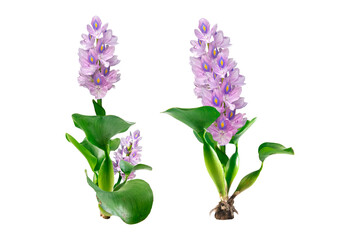 Water hyacinth isolated on white background