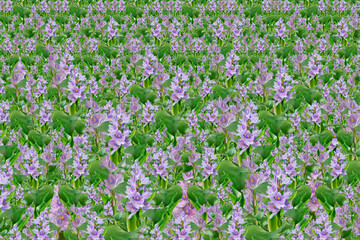 field of flowers