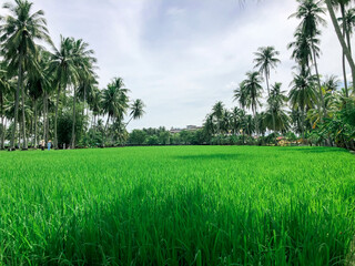 View of rice paddy field during the sunny day