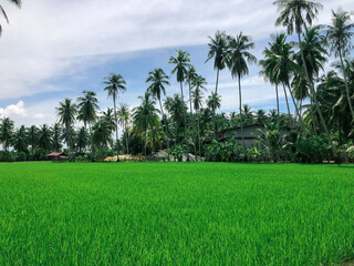 View of rice paddy field during the sunny day