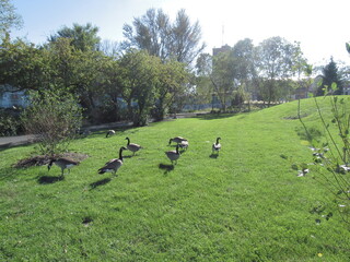 nature free ducks in the field green grass blue sky trees clean nature pure air