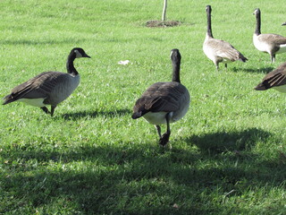 nature free ducks in the field green grass blue sky trees clean nature pure air