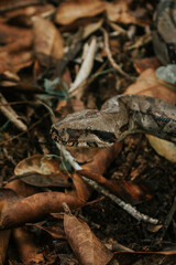 DETALLE CABEZA SERPIENTE BOA