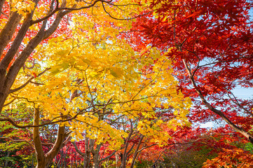 紅葉の彩り