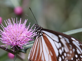 ピンク色の花の蜜を吸うアサギマダラ