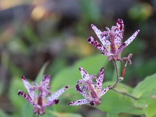 まだら模様の花