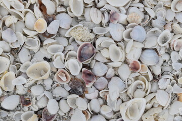 Sea Shells