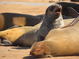 Baby Cape Fur Seal Searching For Mother