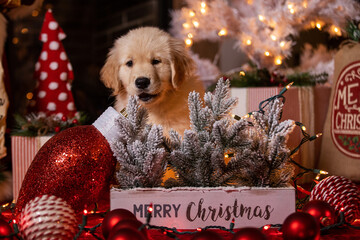 Cute golden retriever puppy dog surrounded by Christmas lights, ornaments and decorations