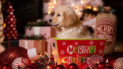 Golden retriever puppy dog under Christmas tree surrounded by ornaments and decorations for a...