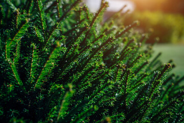 Green coniferous twigs in the botanical garden, close-up, blurred background. Young growth in the sunlight.