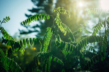 Thin branches with small green leaves on blurry background, close-up. Spring sunny abstract background.
