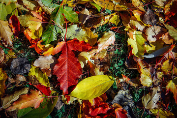 Carpet of colorful autumn leaves in sunlight, close up. Beautiful natural fall background, space for text.