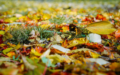 Autumn foliage on green grass, close up. Pile of leaves falling to ground in natural sunlight, soft selective focus. Abstract plant background.