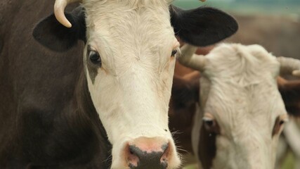 Herd of spotted cows going on pasture