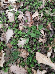 moss on the ground