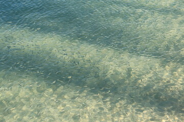 海と大量の小魚たち