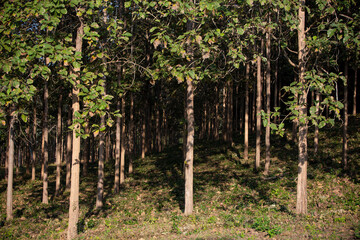 Teak tree in the forest.