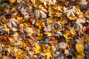 Colourful leaves texture in fall