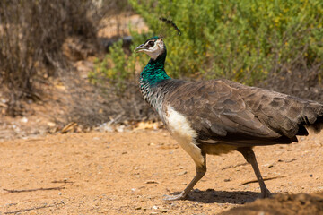 Fototapeta premium Peahen