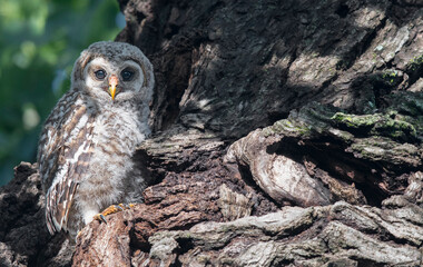 Minutes after Fledging