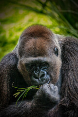 Safari Wildlife Adventure. A Powerful Gorilla at Peace.